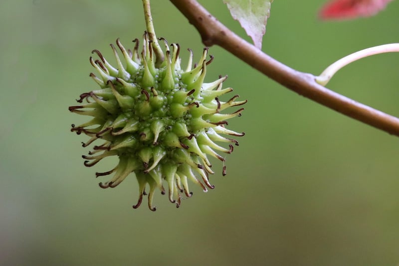 Tropical Fruits